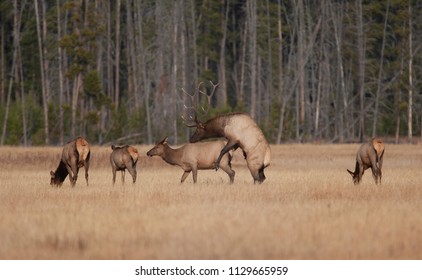 Elk Mating In Yellowstone National Park