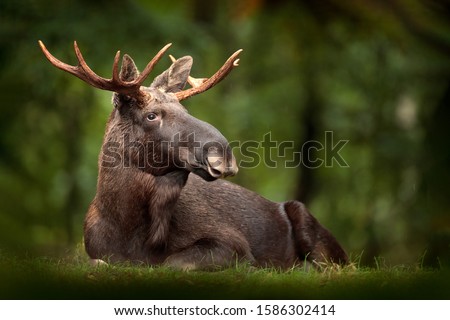 Elk or Moose, Alces alces in the dark forest during rainy day. Beautiful animal in the nature habitat. Wildlife scene from Sweden.