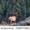 colorado elk