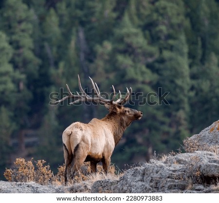 Elk in the mountains of Colorado