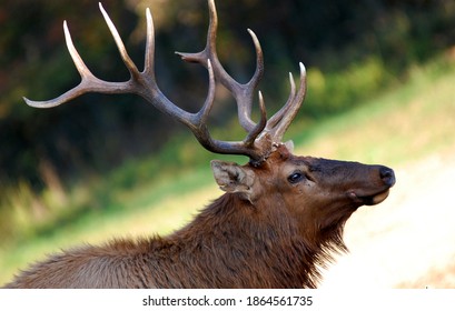 Elk Near The Buffalo National River In Arkansas