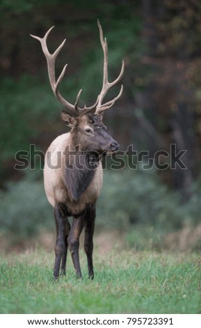 Similar – Rocky Mountain Elk (lat. Cervus canadensis), Canada