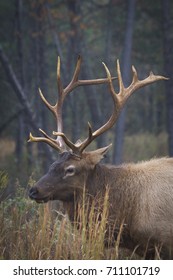 Elk Portrait  In Fall Grass Of Land Between The Lakes National Recreation Area