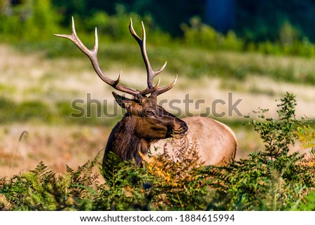 Elk in Redwood National Park, shoot in 2019