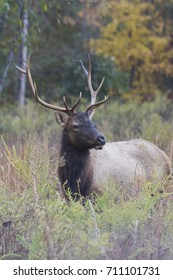 Elk Roaming Land Between The Lakes National Recreation Area In Kentucky During Fall.