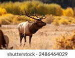 Elk in Rocky Mountain National Park