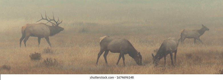 Elk in Rocky Mountain National Park