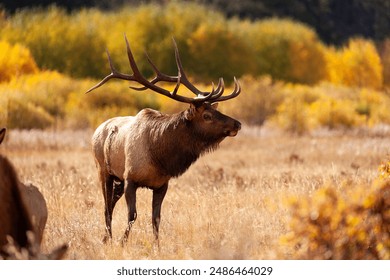 Elk in Rocky Mountain National Park