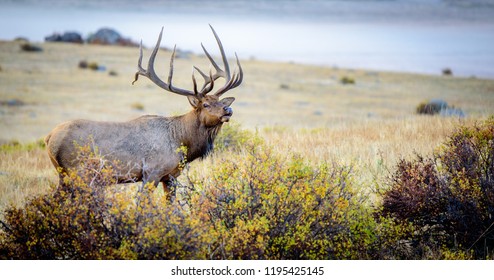 Elk In Rocky Mountains