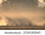 Elk In the Rut at Sunrise in Autumn in Grand Teton National Park Wyoming