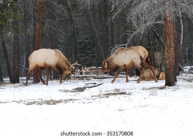 Elk Rutting In Jasper National Park, Canada.