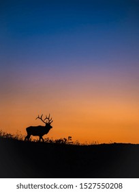 Elk Silhouette On A Mountain At Sunset