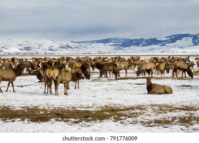 Elk Spending The Cold Jackson Hole Wyoming Winter On The Conservation Reserve.