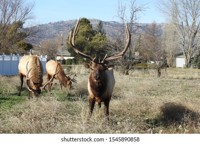 Elk, Tehachapi Mountains, Stallion Springs, California. 