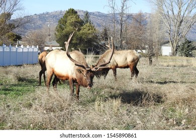 Elk, Tehachapi Mountains, Stallion Springs, California. 