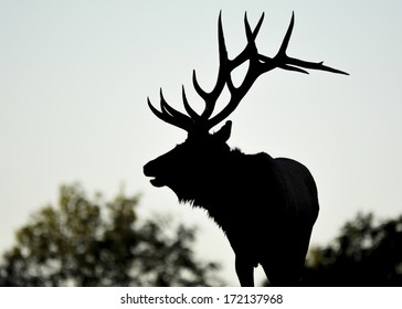 Elk Valentine's Day Silhouette