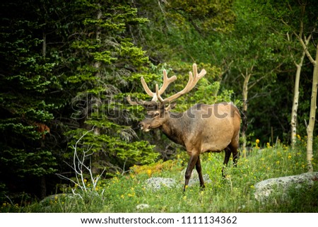 Similar – Rocky Mountain Elk, Banff National Park, Canada