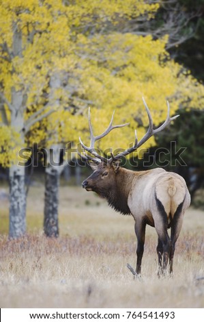 Elk, Wapiti, Cervus elaphus, bull with aspentrees with fallcolors, Rocky Mountain National Park, Colorado, USA, September