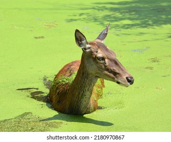 The Elk, Or Wapiti Is One Of The Largest Species Within The Deer Family, Cervidae, In The World, And One Of The Largest Land Mammals In North America And Eastern Asia.