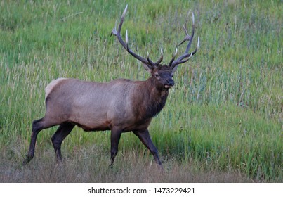 Elk or wapiti, Yellowstone National Park, USA
