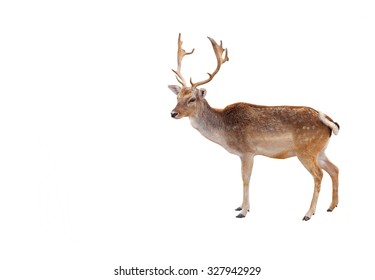 Elk In The Woods Isolated On White Background