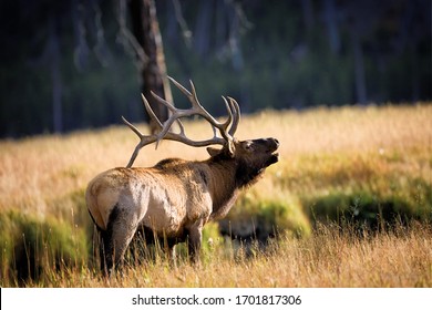 Elk in Yellowstone National Park 