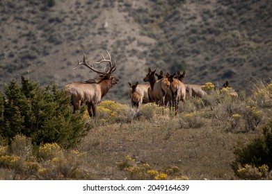 Elk In Yellowstone National Park