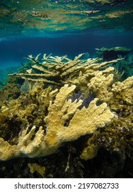 Elkhorn Coral In The Bahamas