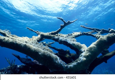 Elkhorn Coral in the shallows of a Bahamian reef