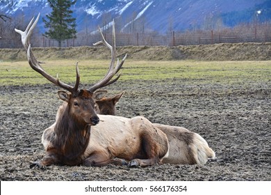 Elks At Alaska Wildlife Conservation Center