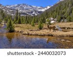 Elks at Glacier Creek - A group of female elk grazing along Glacier Creek, with Chiefs Head Peak (13,577 ft) towering in background, on a sunny Spring day. Rocky Mountain National Park, Colorado, USA.