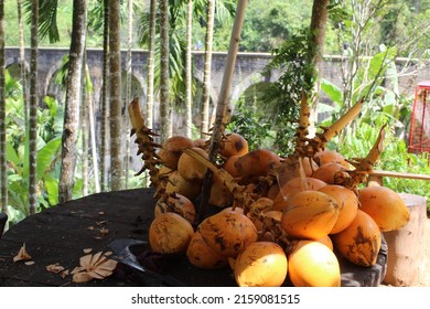 Ella, Sri Lanka – April 15, 2022: Fresh coconuts and the Nine Arches Bridge behind the jungle, a famous tourist spot in Sri Lanka. 