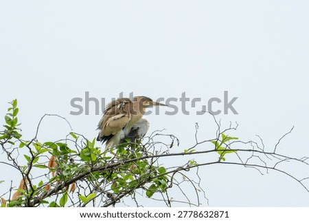 ellow bittern (Ixobrychus sinensis) ruffling its feathers while perched on a branch. Wildlife bird photography in natural habitat.