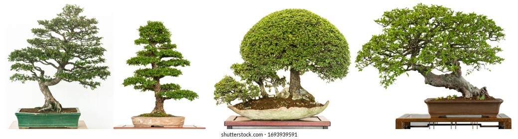 Chinese Elm Bonsai Tree High Res Stock Images Shutterstock