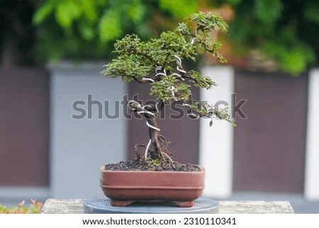 the elm bonsai or ulmus grow in asia nature