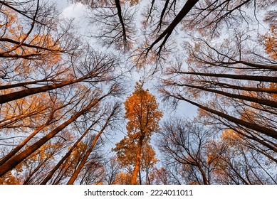 Elm Crowns In The Estate. Autumn Yellowed Elm Leaves In The Park.