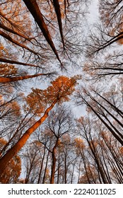 Elm Crowns In The Estate. Autumn Yellowed Elm Leaves In The Park.