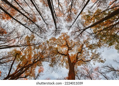 Elm Crowns In The Estate. Autumn Yellowed Elm Leaves In The Park.