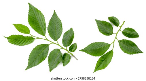 254 Russian elm Images, Stock Photos & Vectors | Shutterstock