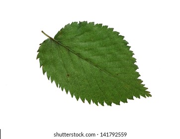 Elm Leaf Isolated On White