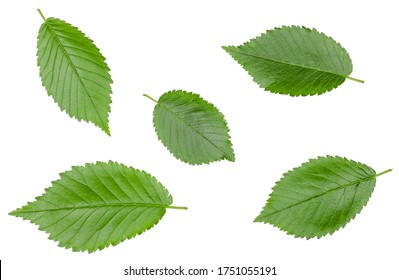 254 Russian elm Images, Stock Photos & Vectors | Shutterstock