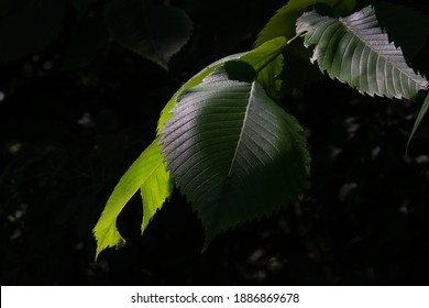 Elm Leaves In Sunlight And Shadow, West Des Moines, Iowa.