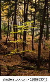 Elm Sapling With Yellow Leaves In Marsh Billings Rockefeller National Historical Park Woodstock Vermont