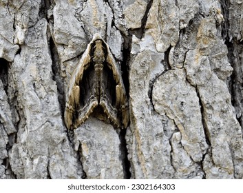 Elm Sphinx Moth on tree bark