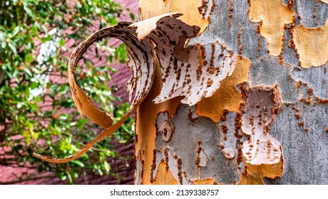 Elm Tree Bark In The Springtime