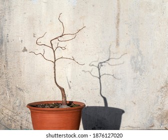 Elm Tree In A Bonsai Style. Branches Without Leaves In Winter