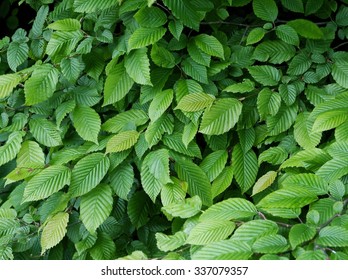 Elm Tree With Green Leaf