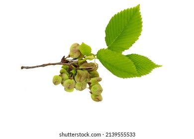 Elm Tree Leaf Isolated On White Background