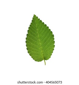 Elm Tree Leaf Isolated On White Background