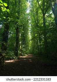 Elm Tree Line In Pollok Country Park 